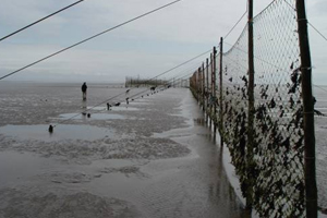 Stake Nets on the Solway